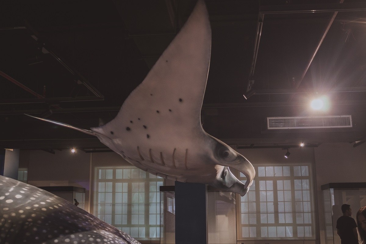 A flying manta ray?