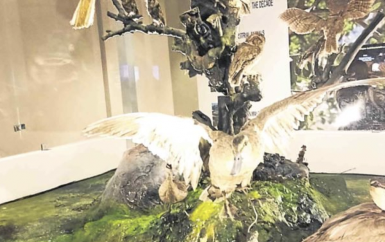 The National Museum of Natural History opens on International Museum Day