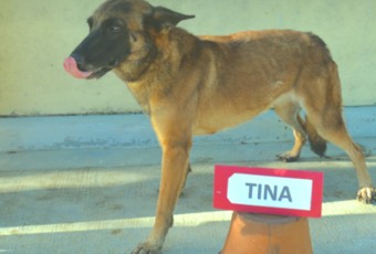 These 13 retired PDEA dogs need a forever home