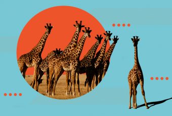 Wake up, world: Giraffes are officially endangered