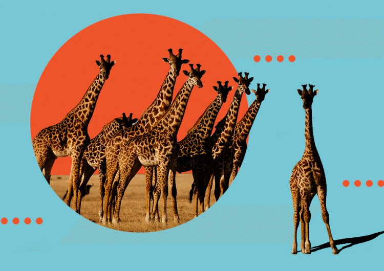 Wake up, world: Giraffes are officially endangered