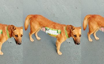 PSA: Please don’t stick campaign stickers on your pets