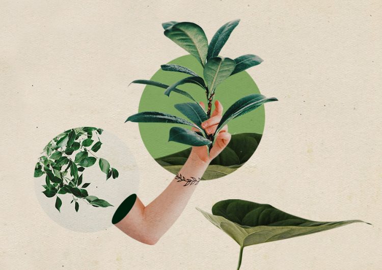 Houseplant parents, it’s time to move out of our comfort zones