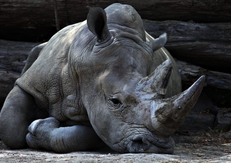 The last male Sumatran rhino is dead and we need to pay attention now