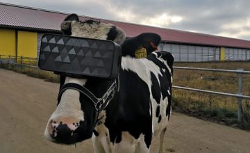 This cow is rocking a VR headset and we want to know why