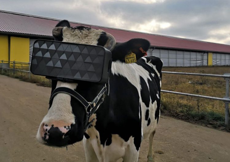 This cow is rocking a VR headset and we want to know why