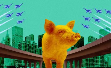I, too, would like to run freely in the flyover like this pig in Cebu