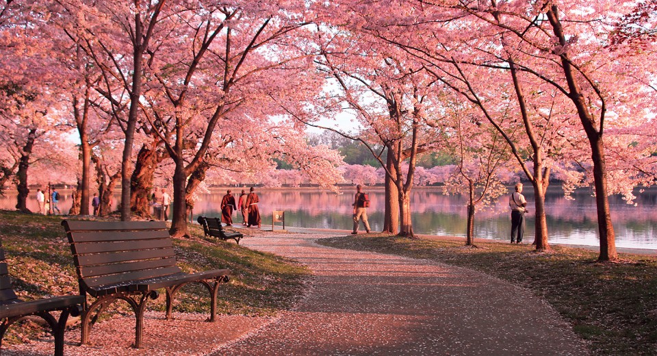 We’re Getting Our Very Own Sakura Park